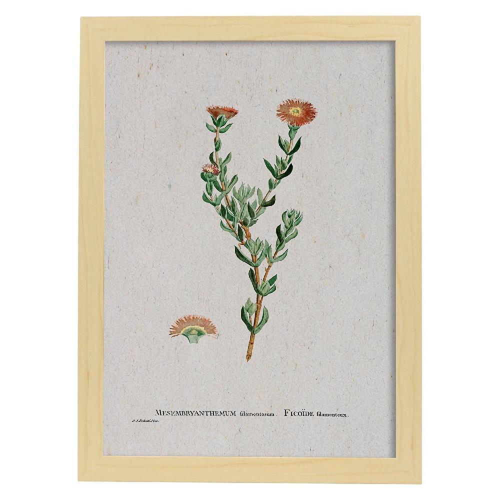Nacnic Lámina Naturaleza Acuarela De Pierre-Joseph Redouté