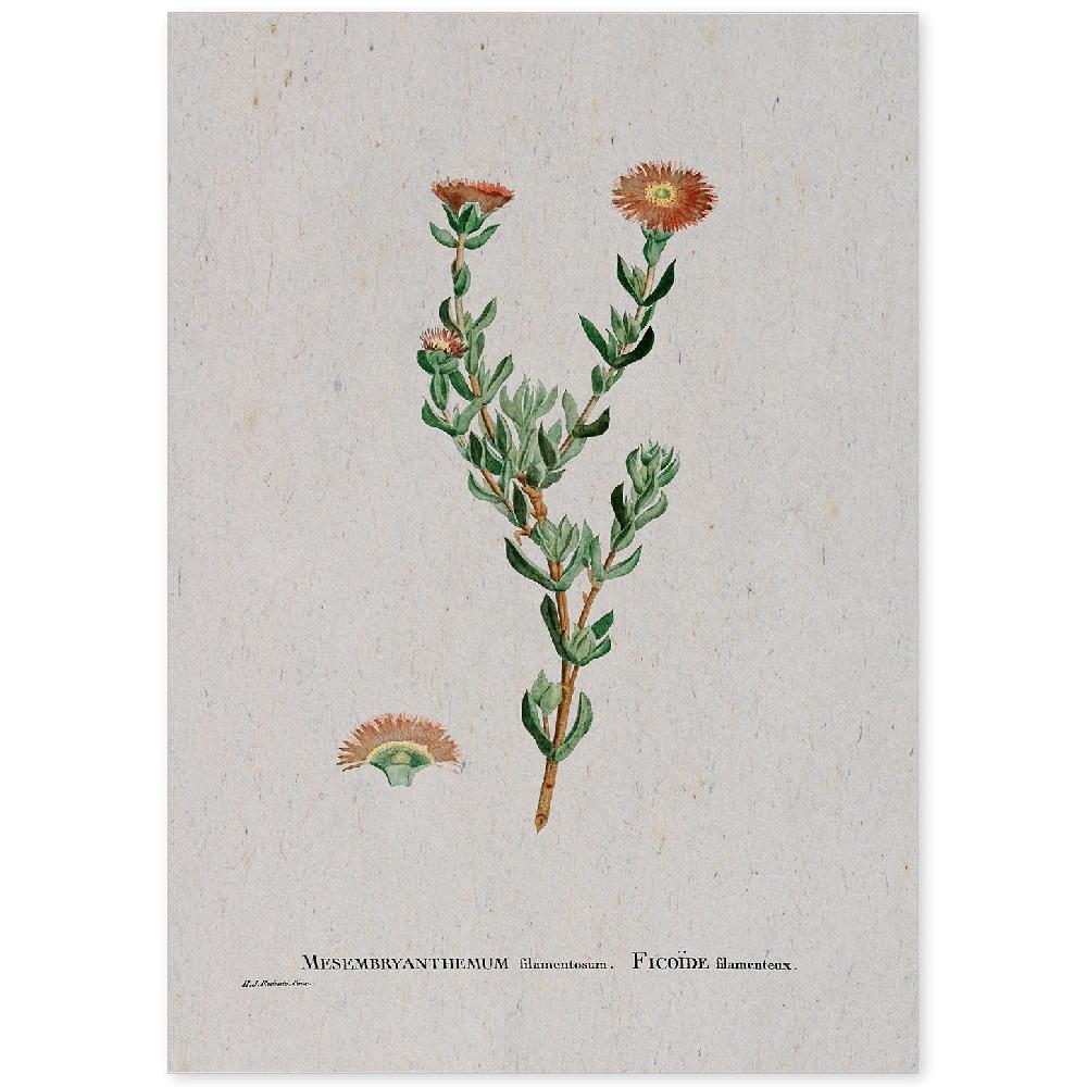 nacnic Lámina Naturaleza Acuarela de Pierre-Joseph Redouté