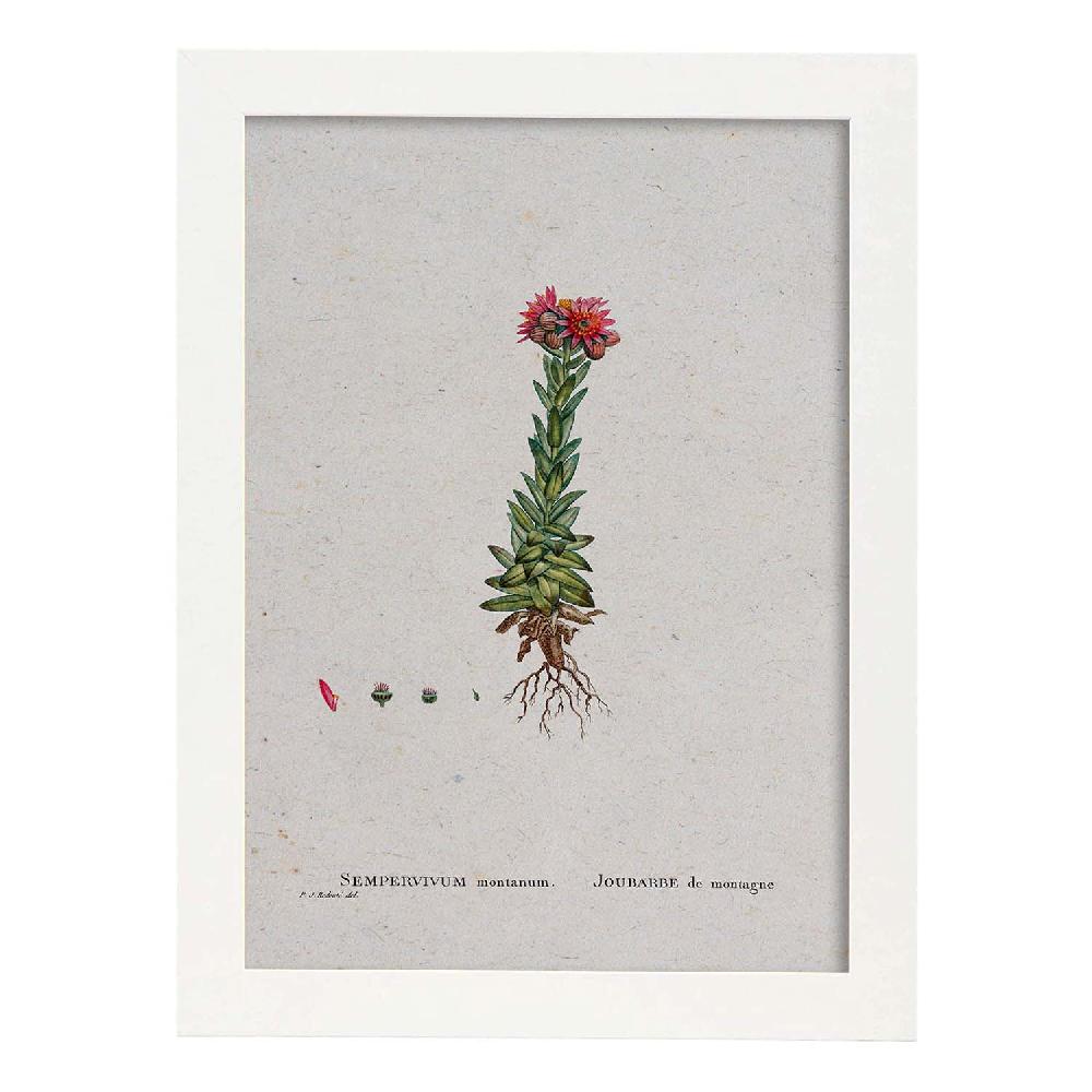 Nacnic Lámina Naturaleza Acuarela De Pierre-Joseph Redouté