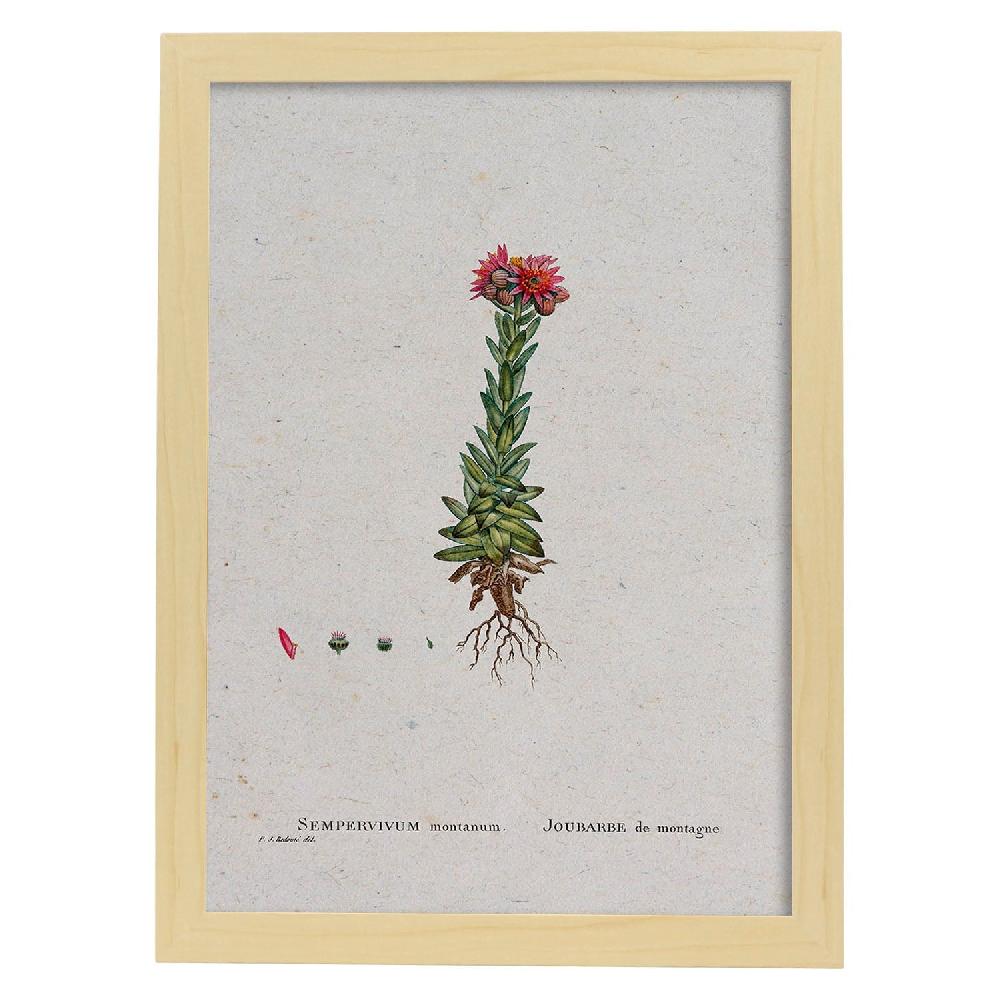 Nacnic Lámina Naturaleza Acuarela De Pierre-Joseph Redouté