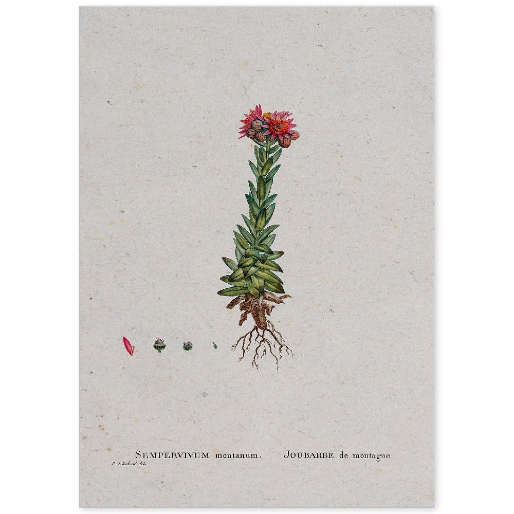 nacnic Lámina Naturaleza Acuarela de Pierre-Joseph Redouté