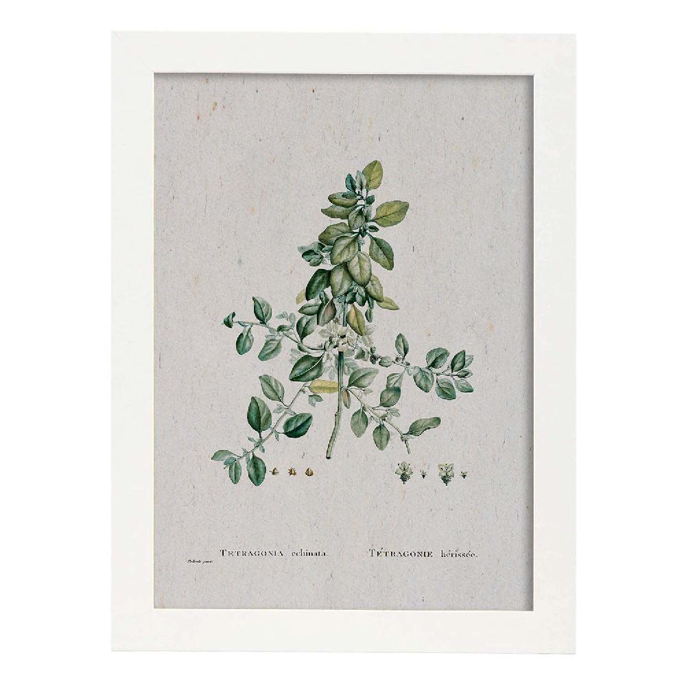 Nacnic Lámina Naturaleza Acuarela De Pierre-Joseph Redouté