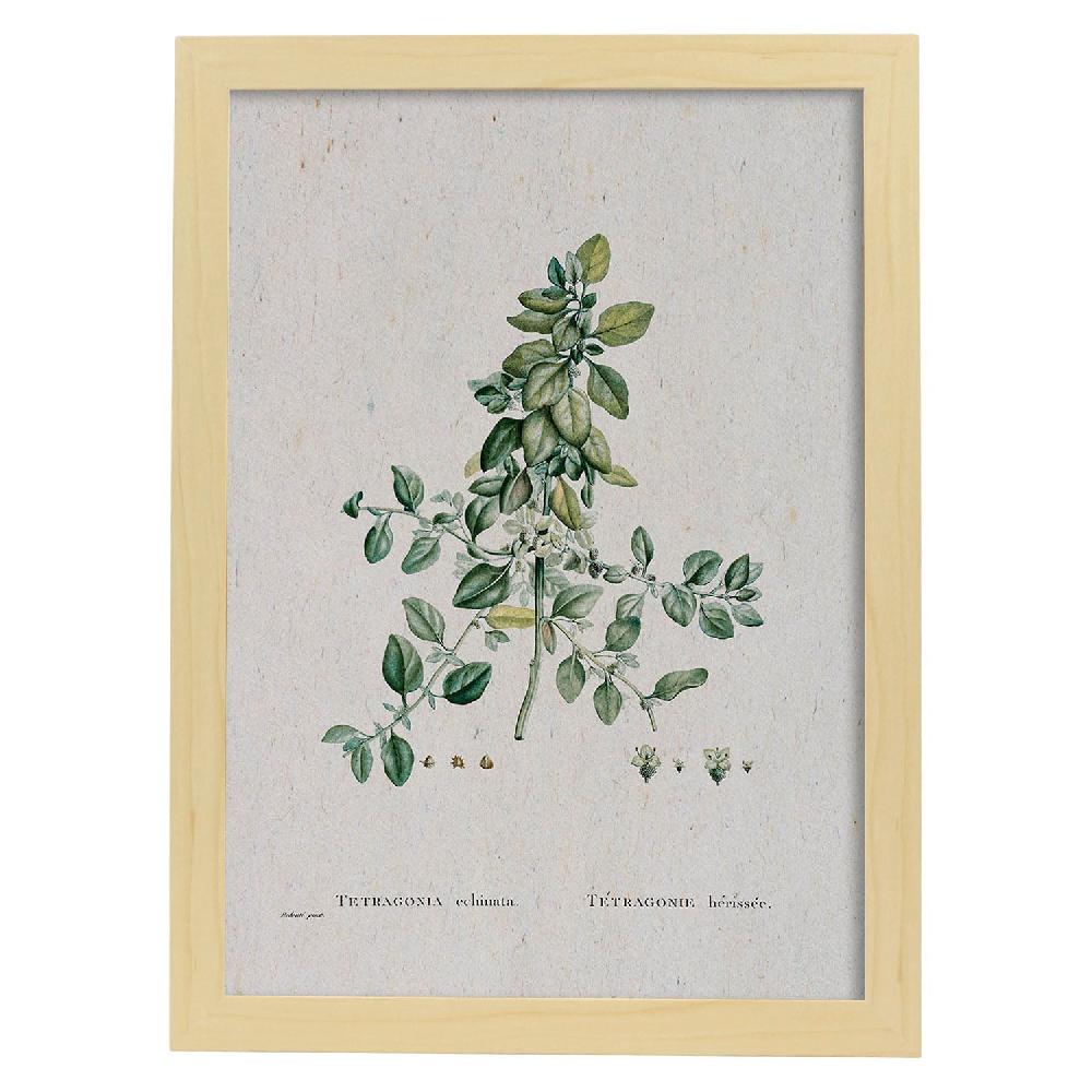 Nacnic Lámina Naturaleza Acuarela De Pierre-Joseph Redouté
