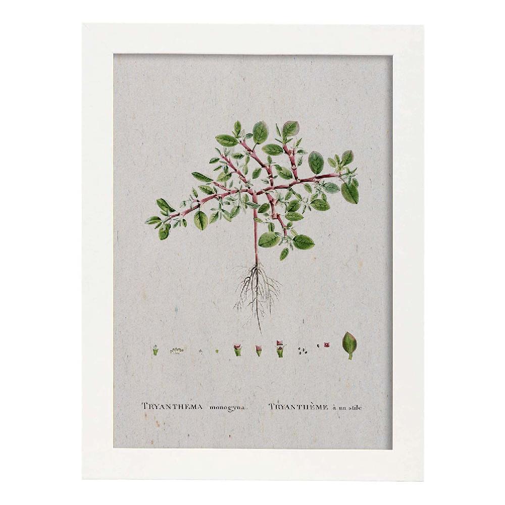 Nacnic Lámina Naturaleza Acuarela De Pierre-Joseph Redouté