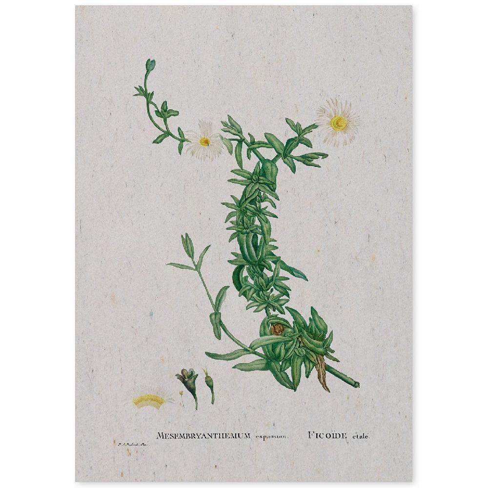 nacnic Lámina Naturaleza Acuarela de Pierre-Joseph Redouté