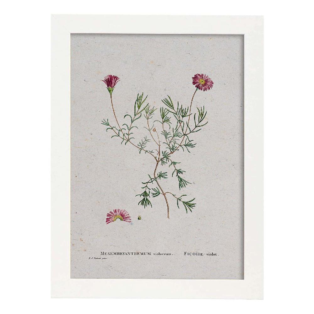 Nacnic Lámina Naturaleza Acuarela De Pierre-Joseph Redouté