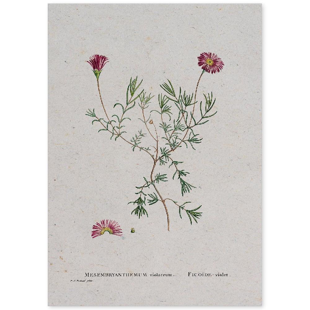 nacnic Lámina Naturaleza Acuarela de Pierre-Joseph Redouté