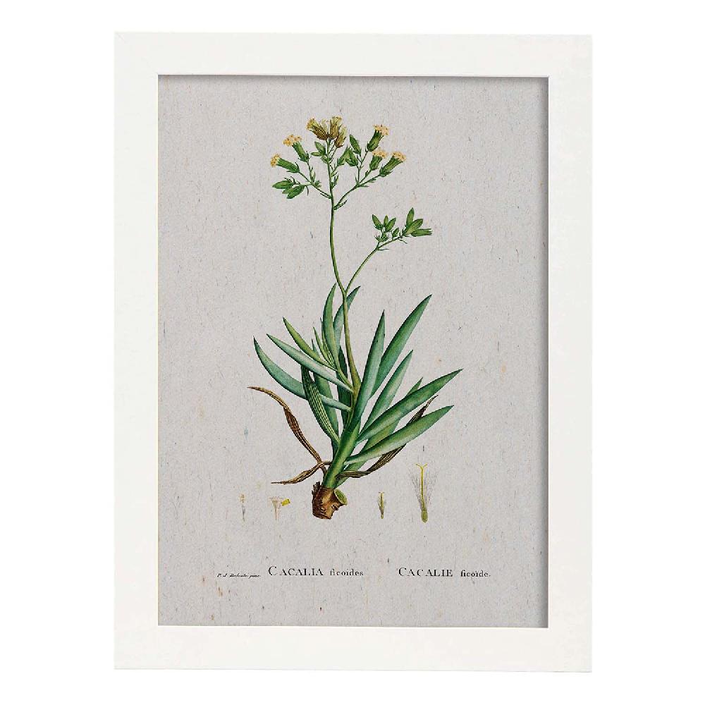 Nacnic Lámina Naturaleza Acuarela De Pierre-Joseph Redouté