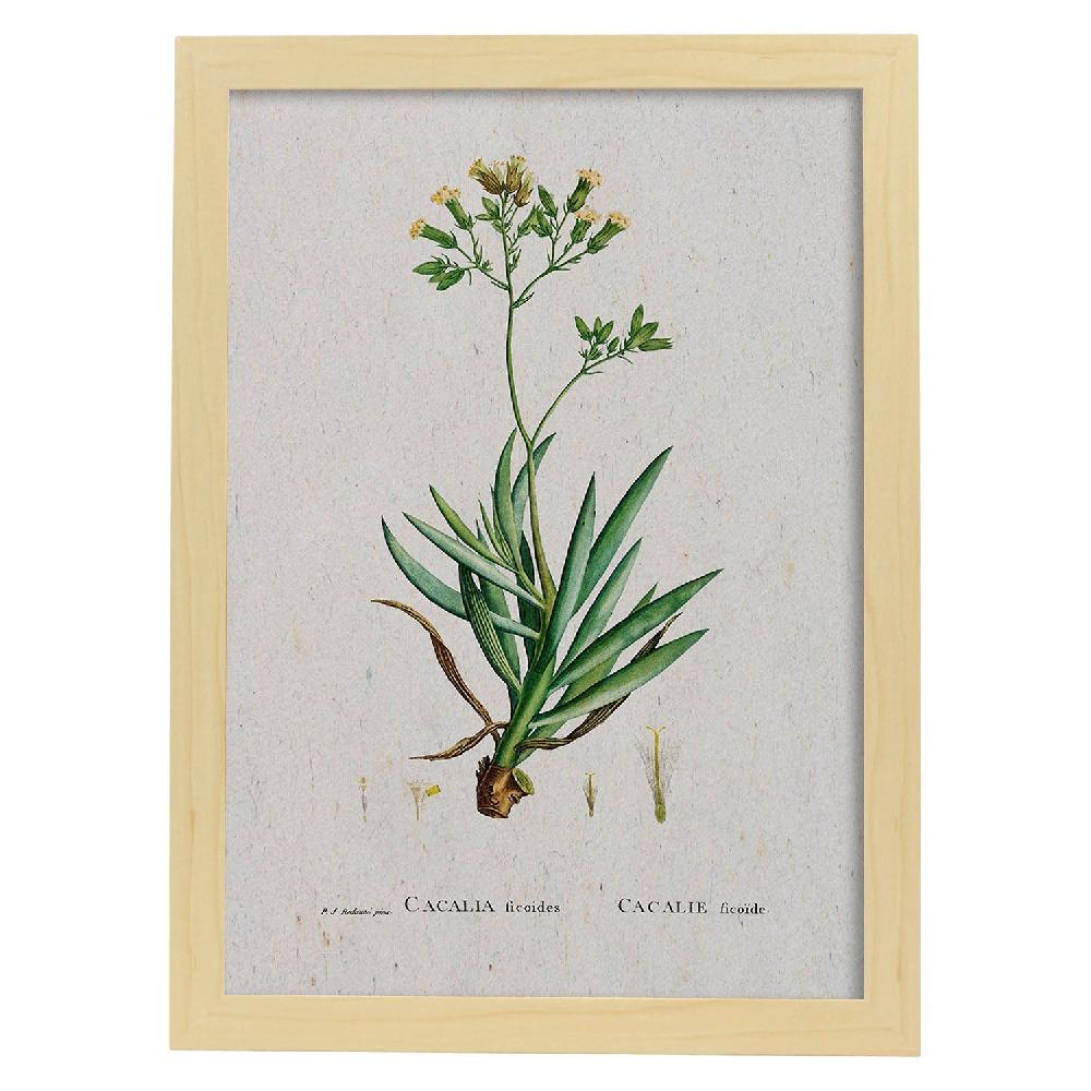 Nacnic Lámina Naturaleza Acuarela De Pierre-Joseph Redouté