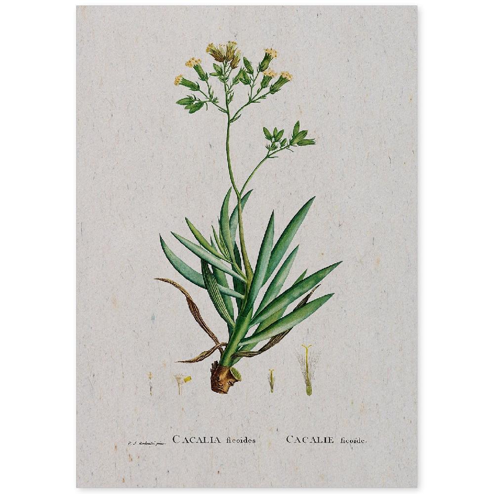 nacnic Lámina Naturaleza Acuarela de Pierre-Joseph Redouté