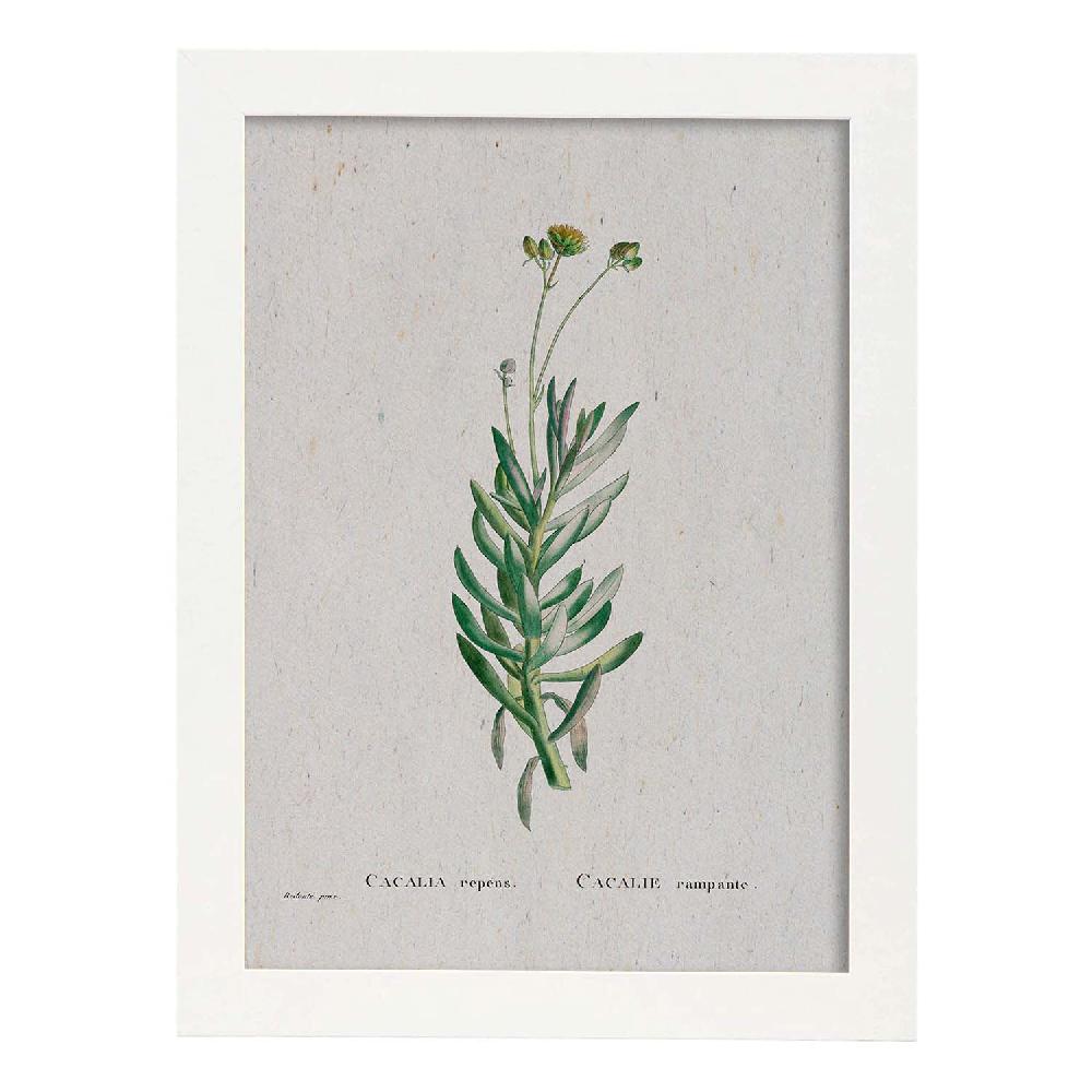 Nacnic Lámina Naturaleza Acuarela De Pierre-Joseph Redouté