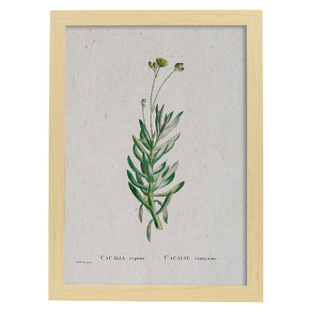 Nacnic Lámina Naturaleza Acuarela De Pierre-Joseph Redouté