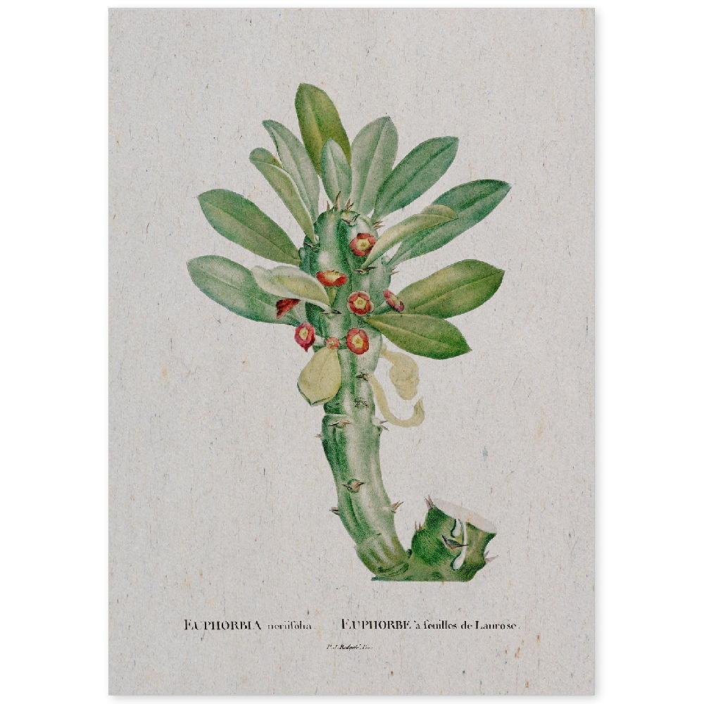 nacnic Lámina Naturaleza Acuarela de Pierre-Joseph Redouté