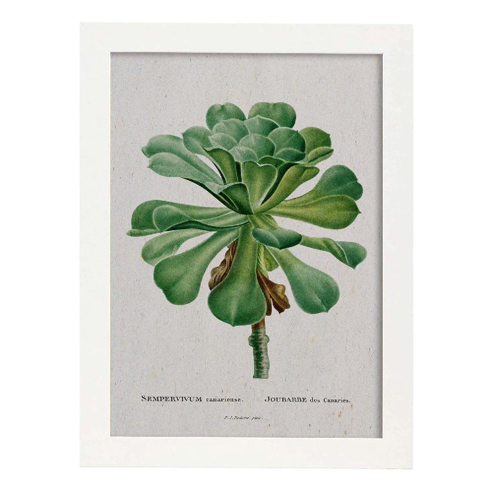 Nacnic Lámina Naturaleza Acuarela Pierre-Joseph Redouté