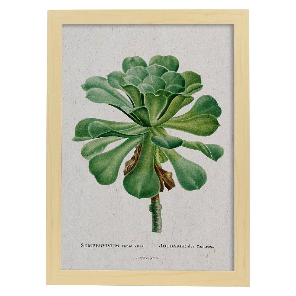 Nacnic Lámina Naturaleza Acuarela Pierre-Joseph Redouté