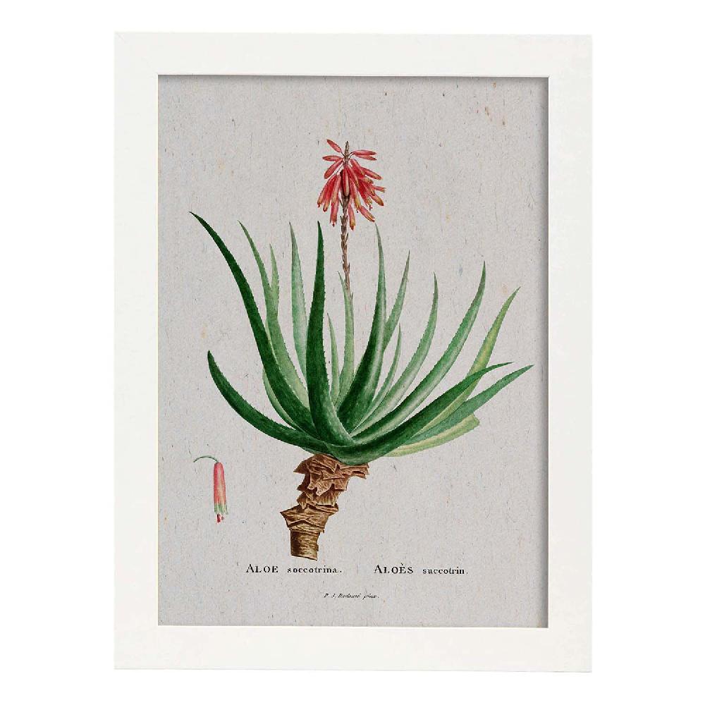 Nacnic Lámina Naturaleza Acuarela Pierre-Joseph Redouté