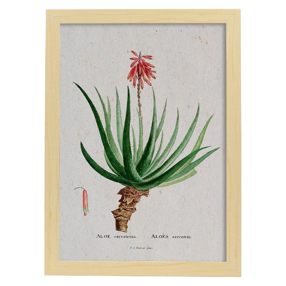 Nacnic Lámina Naturaleza Acuarela Pierre-Joseph Redouté