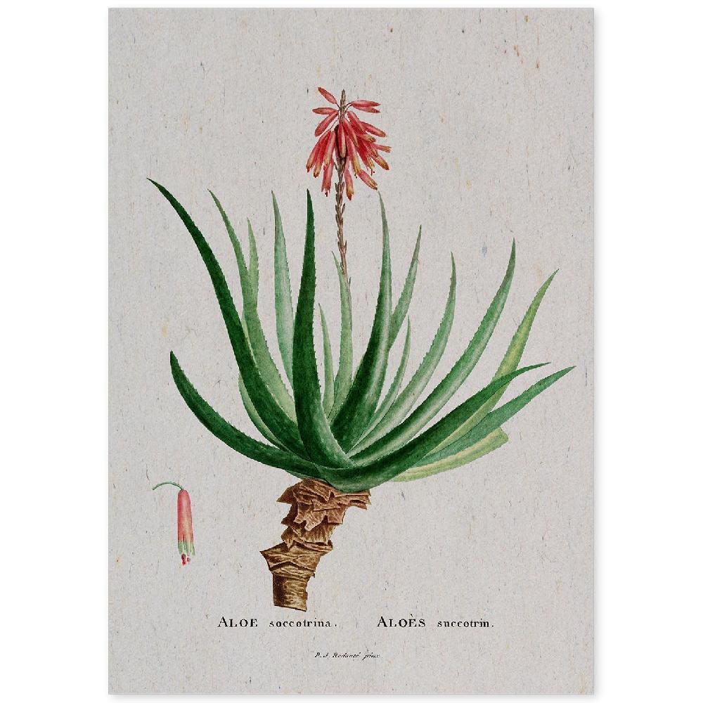 nacnic Lámina Naturaleza Acuarela Pierre-Joseph Redouté