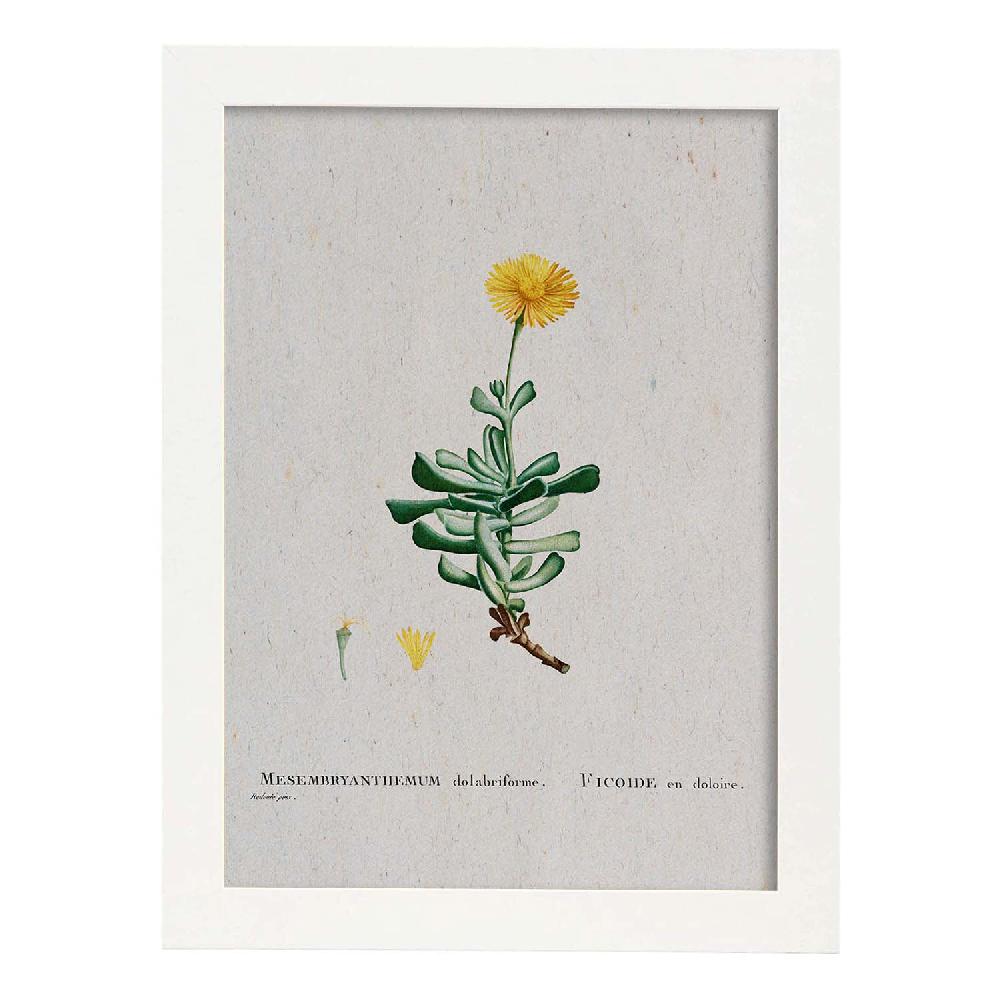Nacnic Lámina Naturaleza Acuarela Pierre-Joseph Redouté