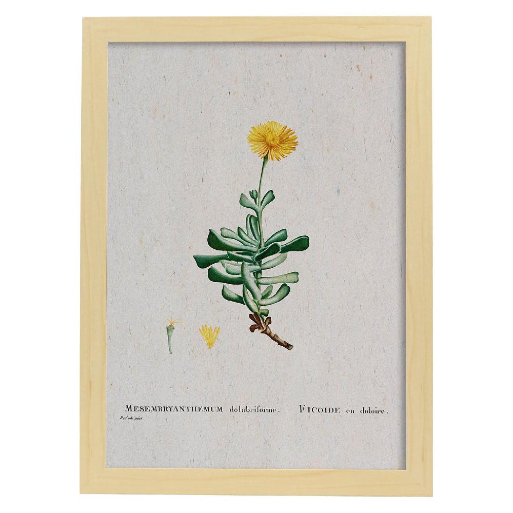 Nacnic Lámina Naturaleza Acuarela Pierre-Joseph Redouté