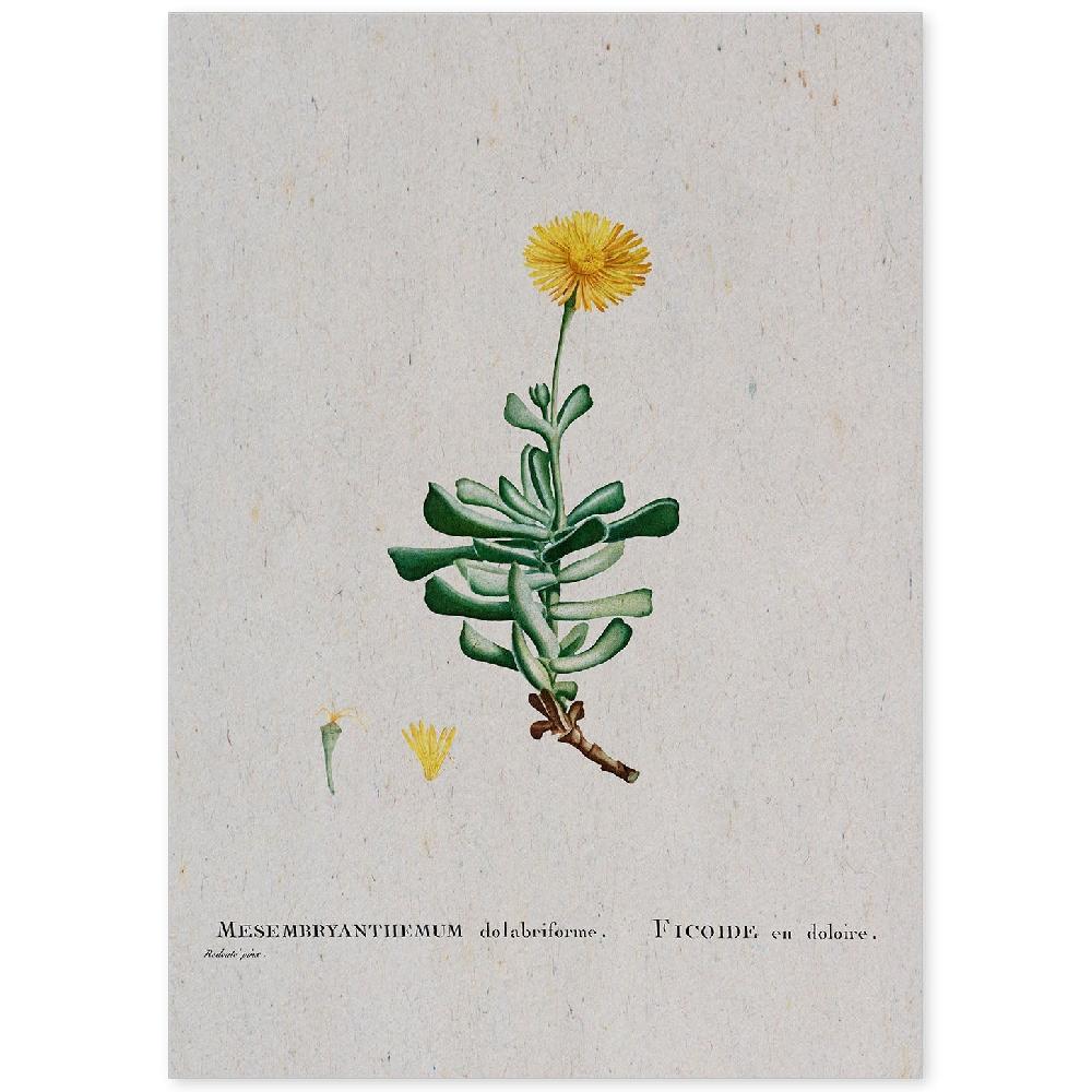 nacnic Lámina Naturaleza Acuarela Pierre-Joseph Redouté