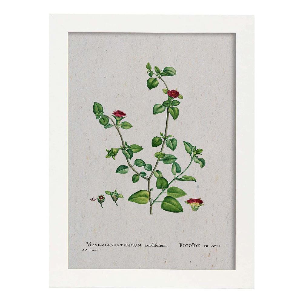 Nacnic Lámina Naturaleza Acuarela Pierre-Joseph Redouté