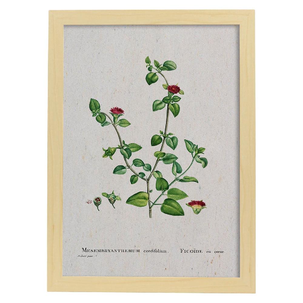 Nacnic Lámina Naturaleza Acuarela Pierre-Joseph Redouté