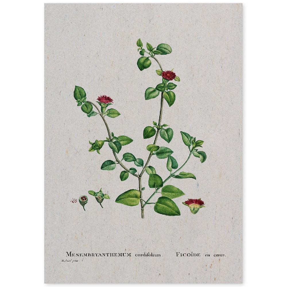 nacnic Lámina Naturaleza Acuarela Pierre-Joseph Redouté