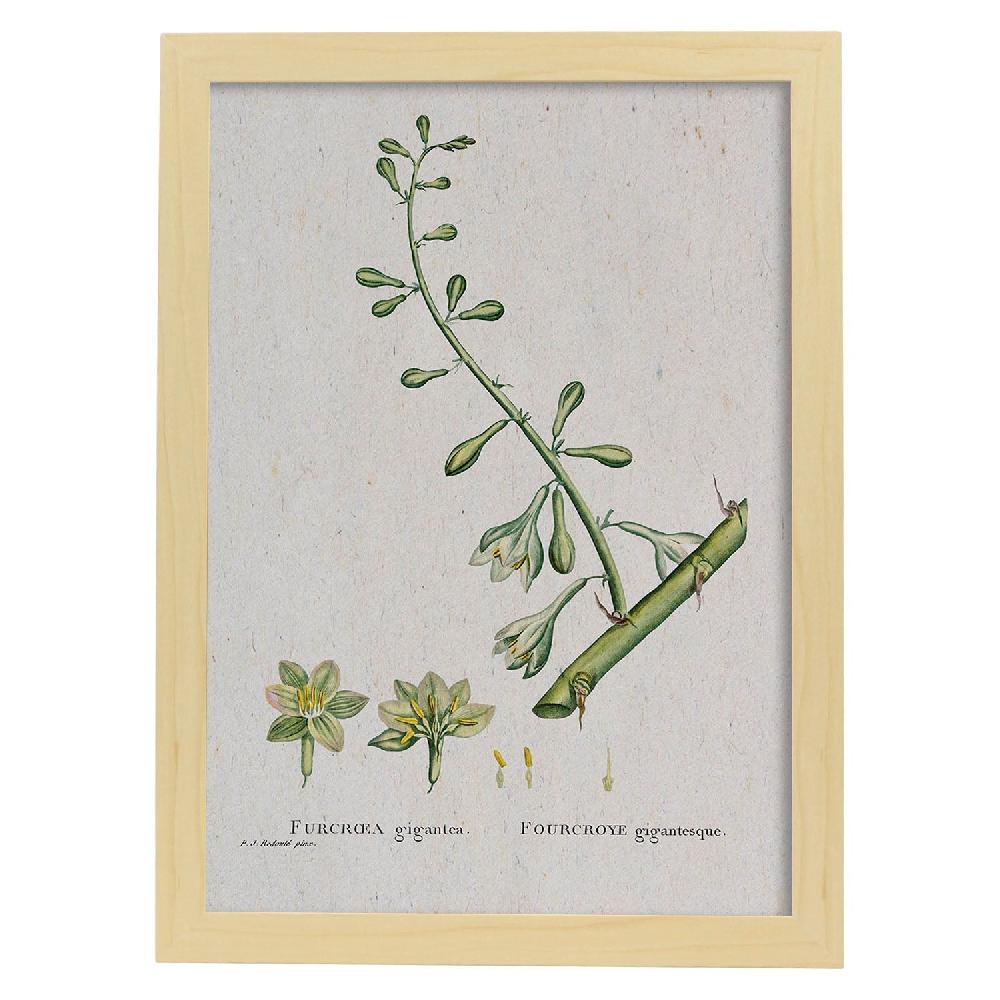 Nacnic Lámina Naturaleza Acuarela Pierre-Joseph Redouté