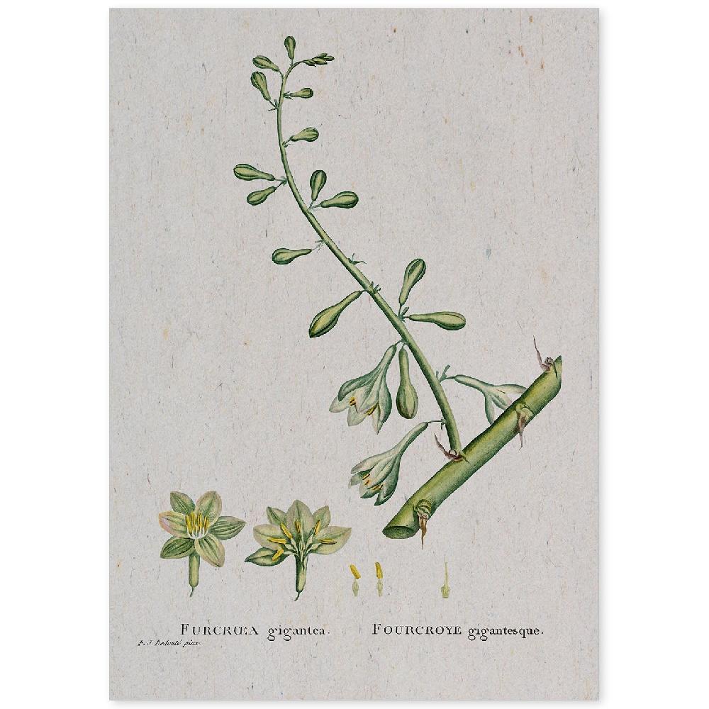 nacnic Lámina Naturaleza Acuarela Pierre-Joseph Redouté