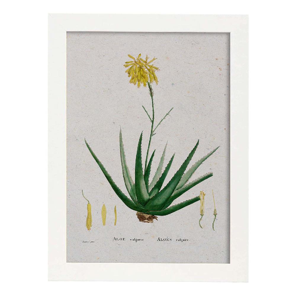 Nacnic Lámina Naturaleza Acuarela Pierre-Joseph Redouté