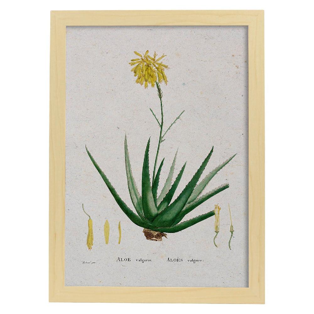 Nacnic Lámina Naturaleza Acuarela Pierre-Joseph Redouté