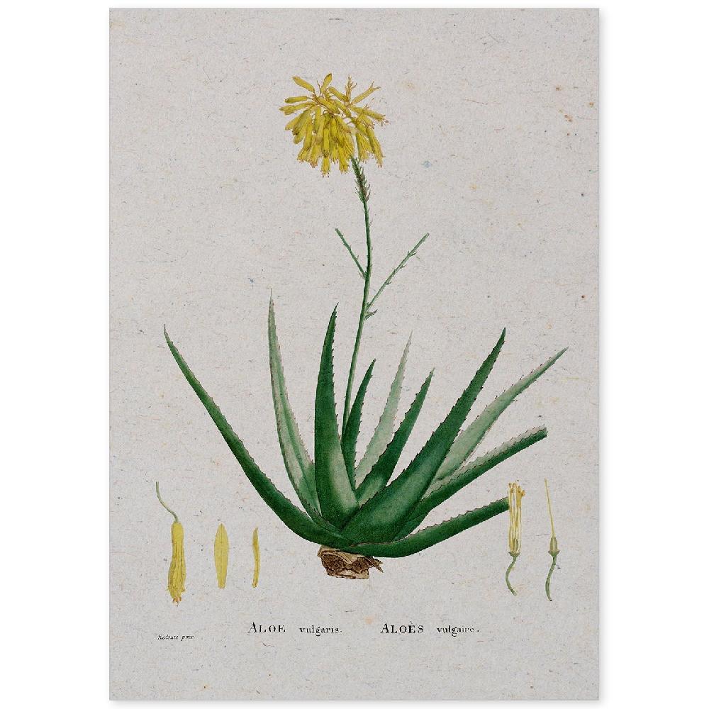 nacnic Lámina Naturaleza Acuarela Pierre-Joseph Redouté