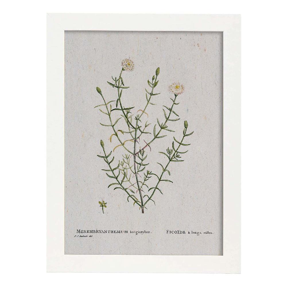 Nacnic Lámina Naturaleza Acuarela Pierre-Joseph Redouté