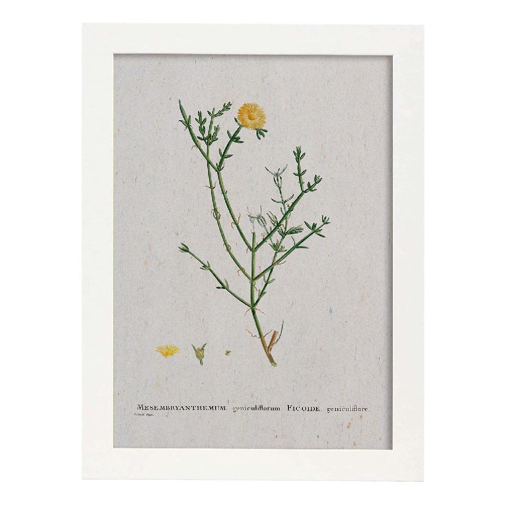 Nacnic Lámina Naturaleza Acuarela Pierre-Joseph Redouté