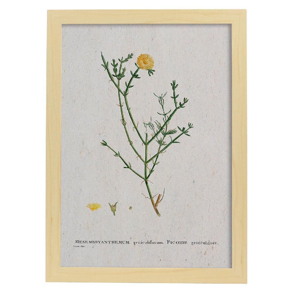 Nacnic Lámina Naturaleza Acuarela Pierre-Joseph Redouté