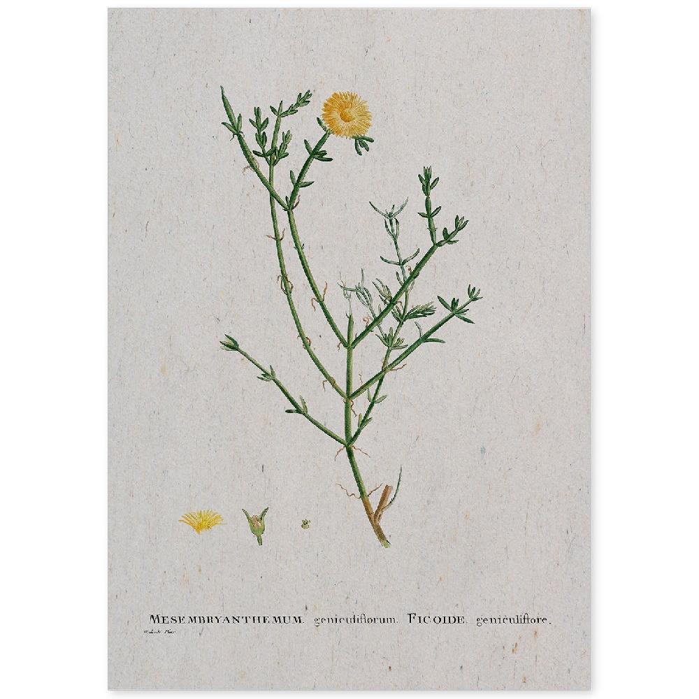nacnic Lámina Naturaleza Acuarela Pierre-Joseph Redouté