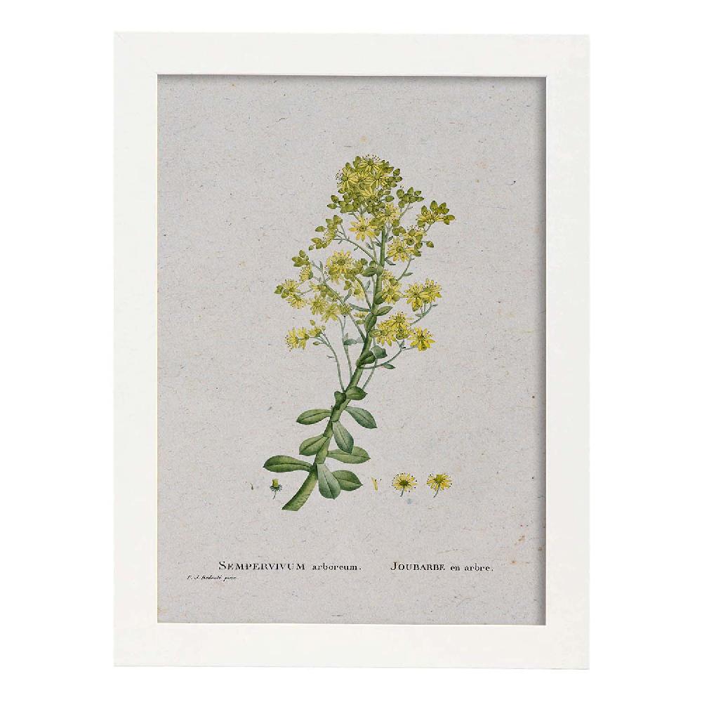 Nacnic Lámina Naturaleza Acuarela Pierre-Joseph Redouté