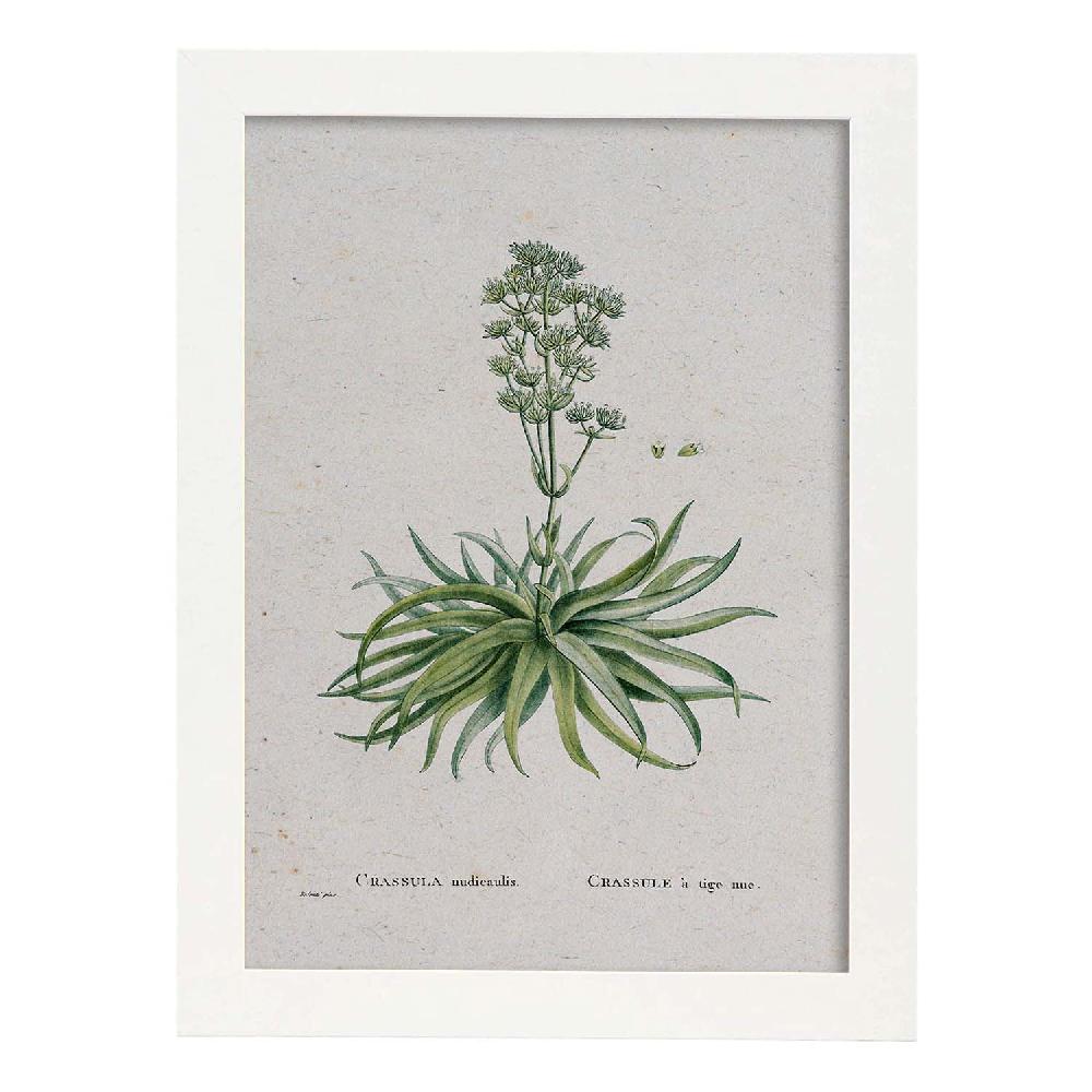Nacnic Lámina Naturaleza Acuarela Pierre-Joseph Redouté