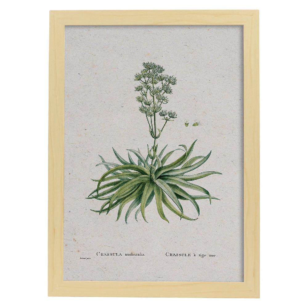 Nacnic Lámina Naturaleza Acuarela Pierre-Joseph Redouté