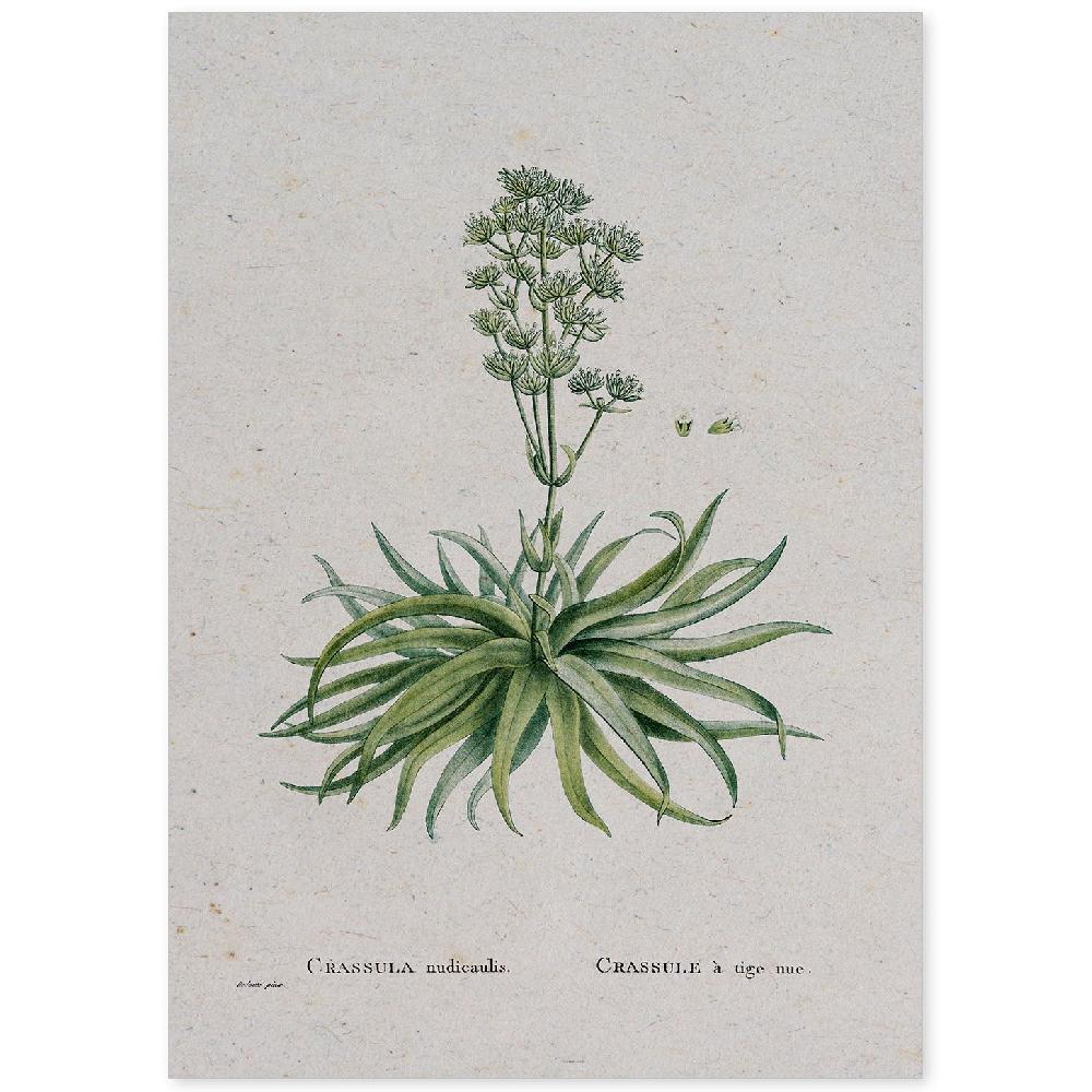 nacnic Lámina Naturaleza Acuarela Pierre-Joseph Redouté