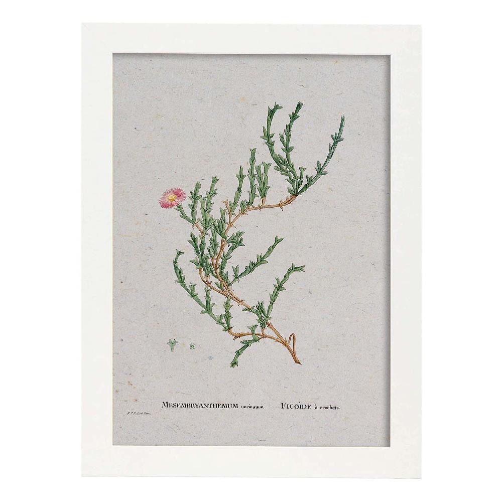 Nacnic Lámina Naturaleza Acuarela Pierre-Joseph Redouté