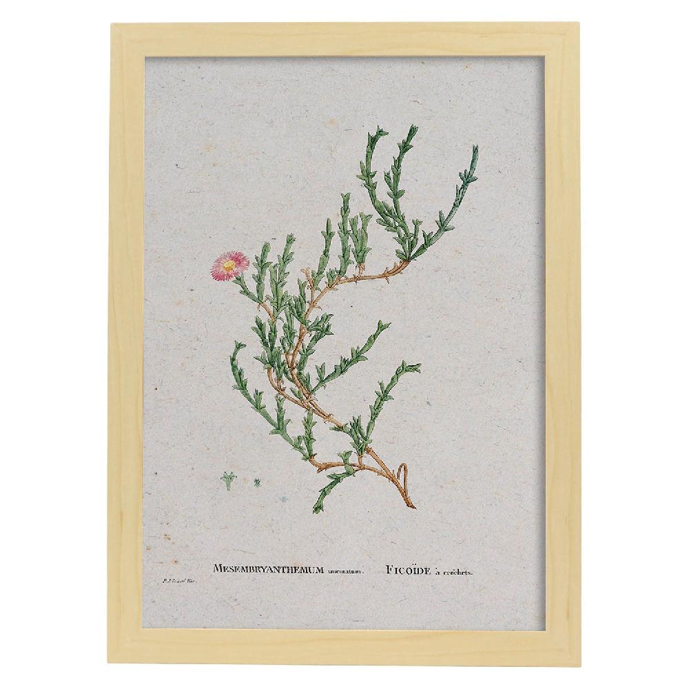Nacnic Lámina Naturaleza Acuarela Pierre-Joseph Redouté