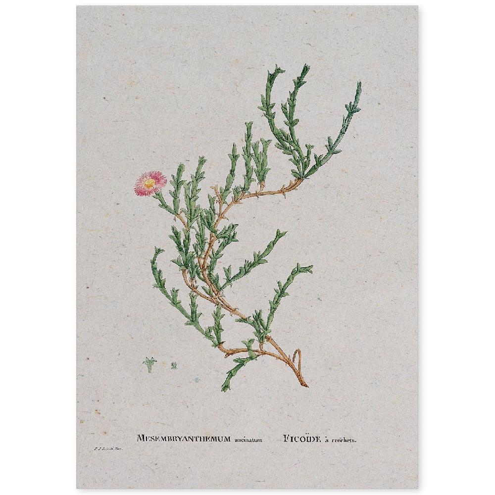 nacnic Lámina Naturaleza Acuarela Pierre-Joseph Redouté