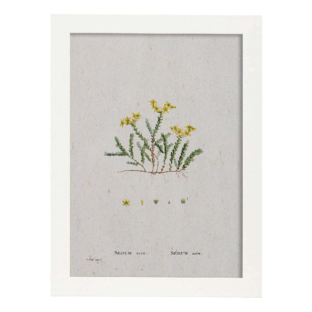 Nacnic Lámina Naturaleza Acuarela Pierre-Joseph Redouté