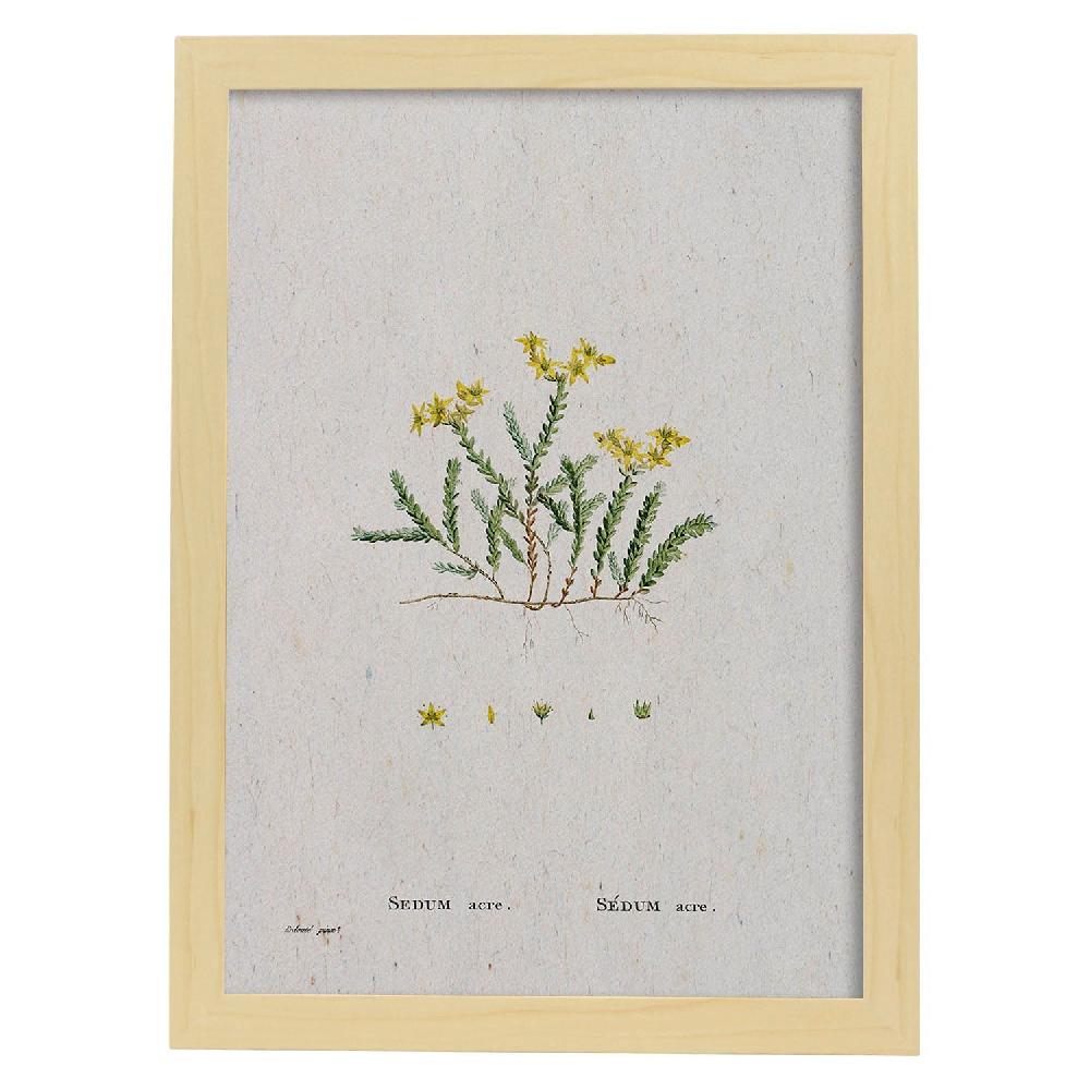 Nacnic Lámina Naturaleza Acuarela Pierre-Joseph Redouté