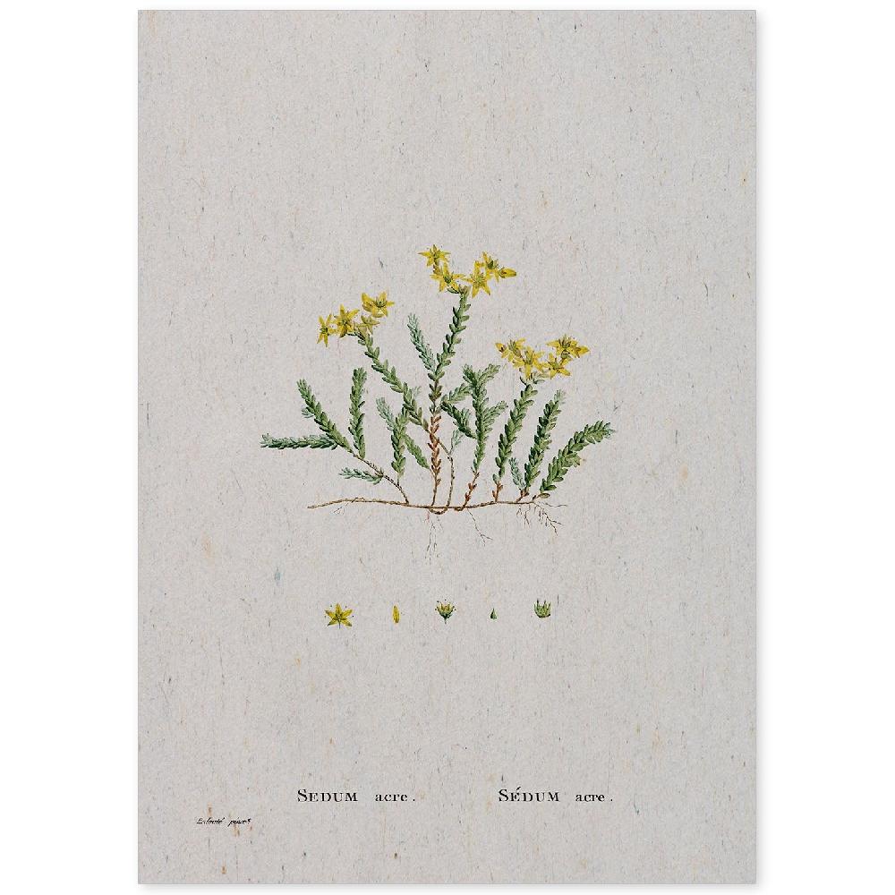 nacnic Lámina Naturaleza Acuarela Pierre-Joseph Redouté