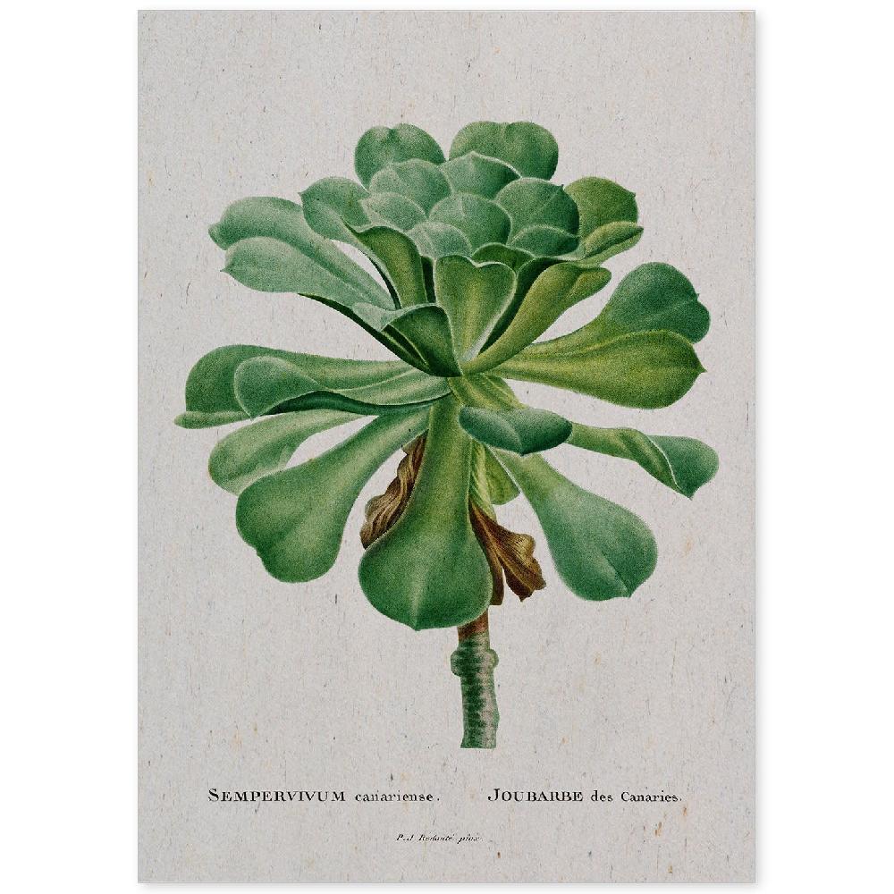 nacnic Lámina Naturaleza Acuarela Pierre-Joseph Redouté