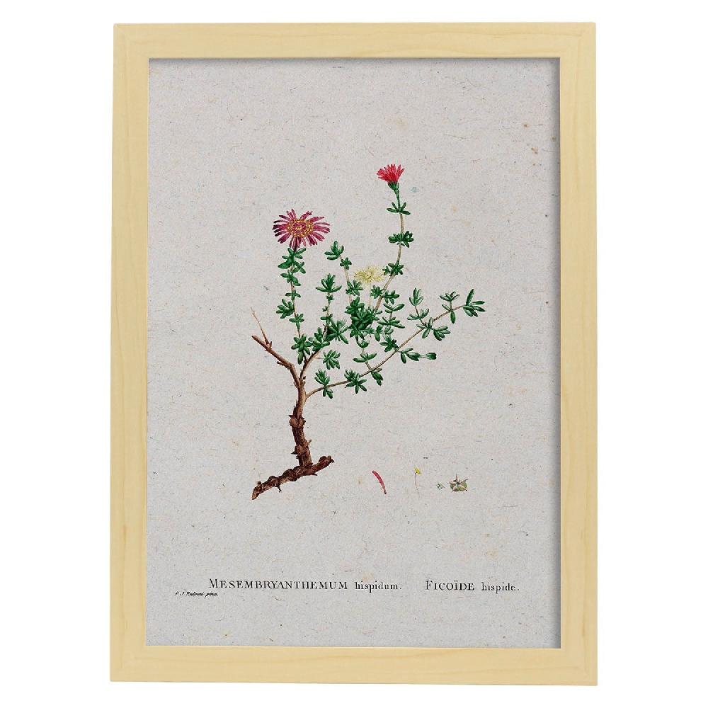 Nacnic Lámina Naturaleza En Acuarela De Pierre-Joseph Redouté