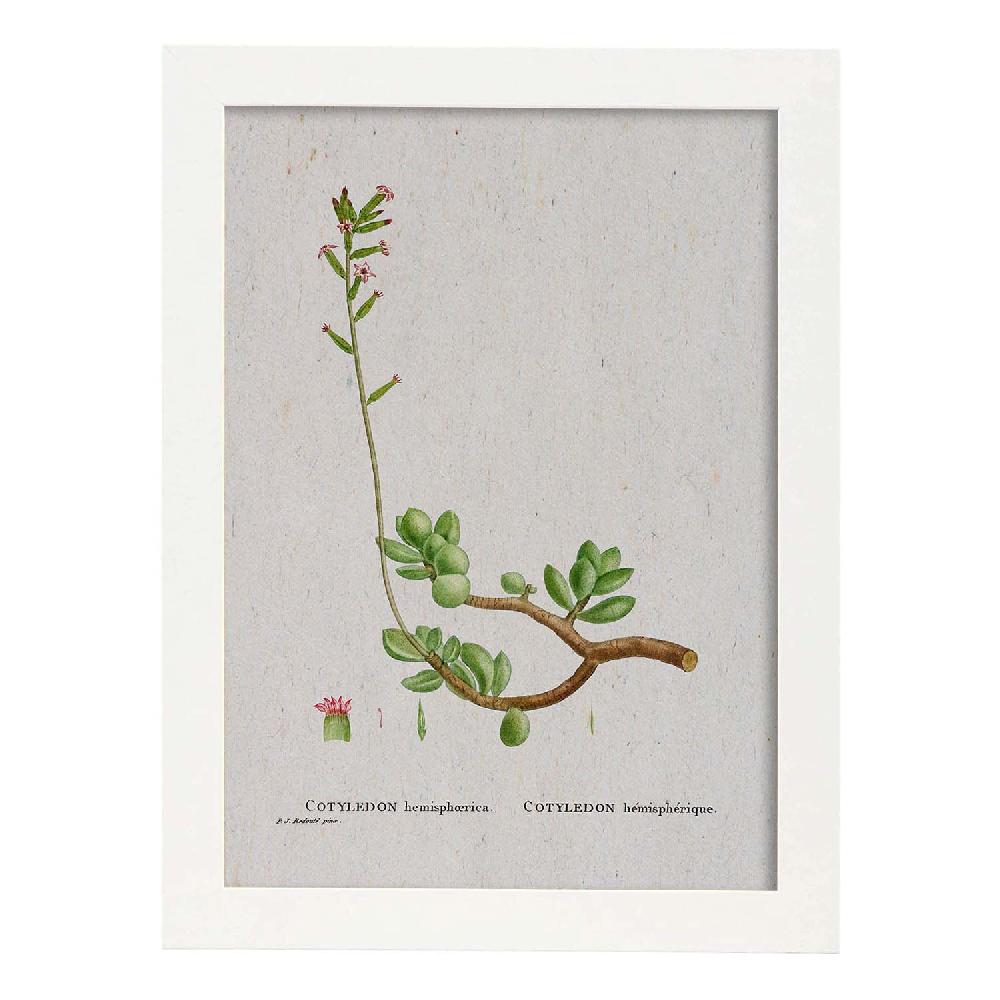 Nacnic Lámina Naturaleza En Acuarela De Pierre-Joseph Redouté